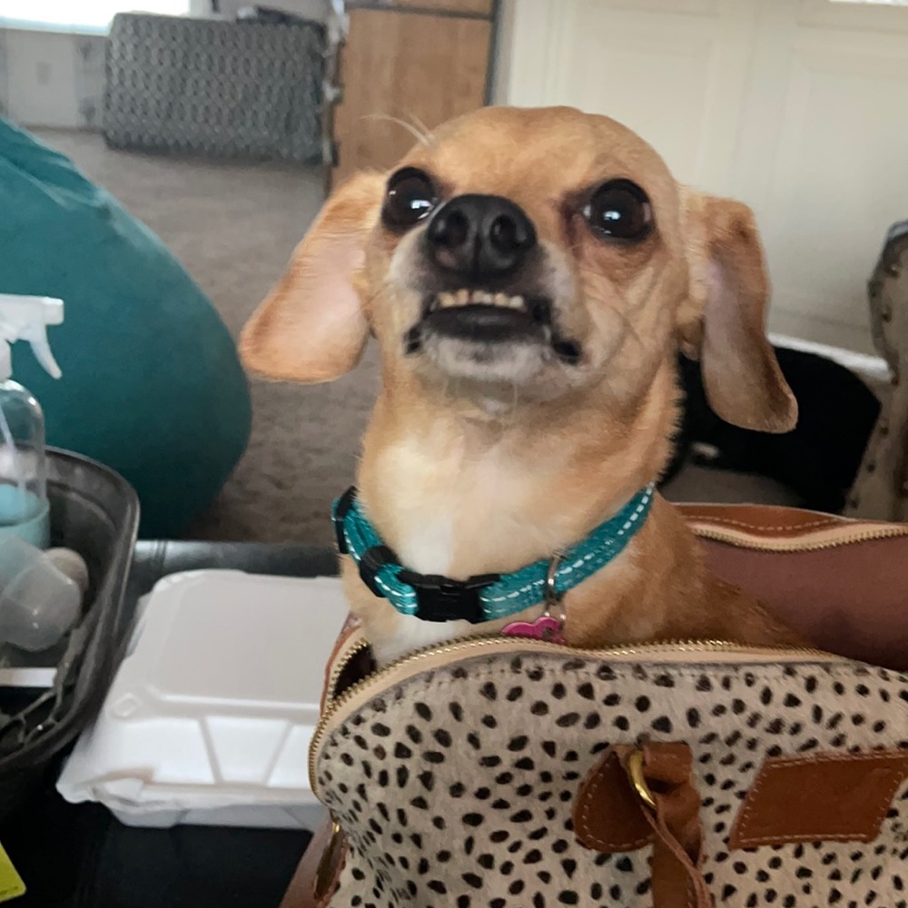 Beautiful SSEKO Hide Dome Purse